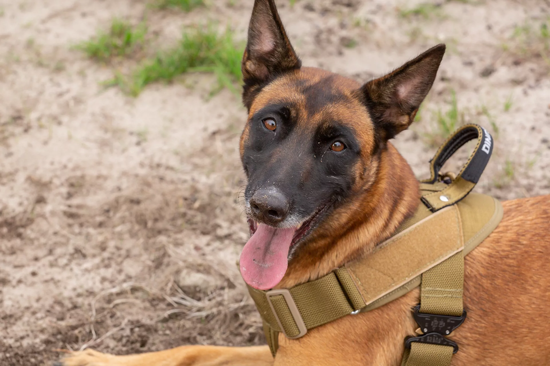 PM - Leak detection dog